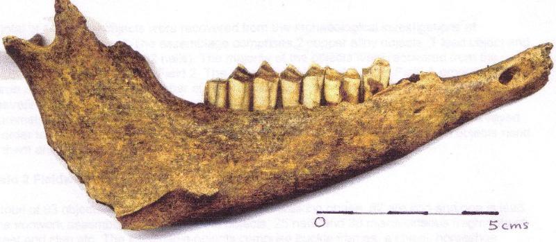 Excavated feature F3 produced relatively complete jaw bones of cattle and