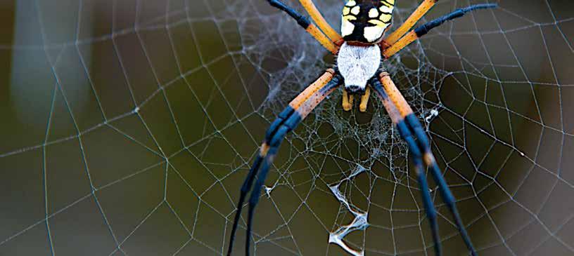 NOW SHOWING WEB SECRETS Above: silver argiope garden spider. that spiders use to catch prey, reproduce, and protect themselves.