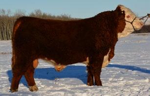 CONSIGNED BY Bar Pipe Hereford Ranch CONSIGNED BY Bar Pipe Hereford Ranch 1 BP 44U ANCHOR 182B REG# C03000116