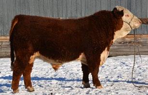 5 CONSIGNED BY Bar Pipe Hereford Ranch CONSIGNED BY Bar Pipe Hereford Ranch 3 BP 44U ANCHOR 150B REG# C03000096