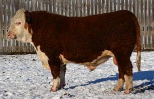 0 CONSIGNED BY Bar Pipe Hereford Ranch CONSIGNED BY Bar Pipe Hereford Ranch 5 BP 24Y RIBSTONE 93B REG# C03000061
