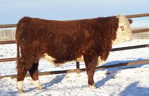 Herefords / Dallas Farms 8 BCD 74Y POWERHOUSE ET 503C REG# C03015336 TATTOO BCDO 503C BORN 19-Jan-15 POLLED CONSIGNED BY CGD Herefords /
