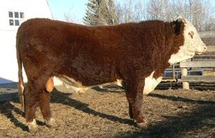 5 CONSIGNED BY Crone Herefords CONSIGNED BY Crone Herefords 19 SGC RANCHLAND LAD 135B REG# C03000481 TATTOO SGC