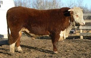 3 CONSIGNED BY Crone Herefords CONSIGNED BY Crone Herefords 21 SGC 324U SILVER LAD 79B REG# C03000331 TATTOO SGC
