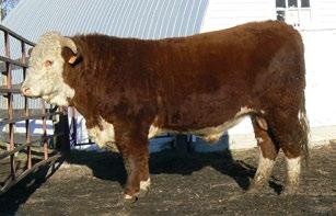 CONSIGNED BY Crone Herefords CONSIGNED BY Crone Herefords 23 SGC 324U SILVER LAD 47B REG# C03000297 TATTOO SGC 47B