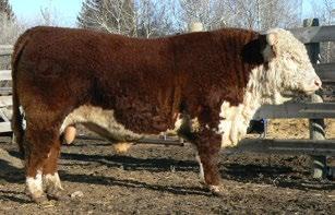 5 CONSIGNED BY Lamport s Polled Herefords CONSIGNED BY Crone Herefords 25 SGC RANCHLAND LAD 4B REG# C02996438