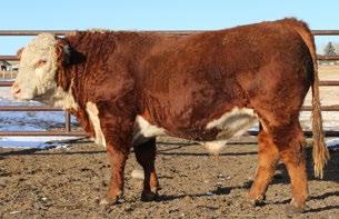 7 CONSIGNED BY Lamport s Polled Herefords CONSIGNED BY Lamport s Polled Herefords 27 LAMPORT S 82W PRIMARY 25B REG#