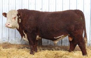 CONSIGNED BY Lamport s Polled Herefords CONSIGNED BY Lamport s Polled Herefords 29