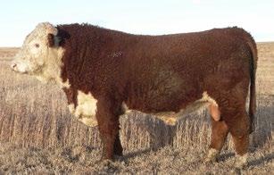 CONSIGNED BY Lilybrook Herefords Inc. CONSIGNED BY Lilybrook Herefords Inc.