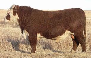 CONSIGNED BY Lilybrook Herefords Inc. CONSIGNED BY Lilybrook Herefords Inc.