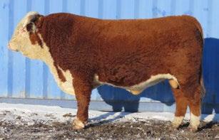Grove Herefords SIRE DONORAH 9N DANDY LAD 50W MGS AGA 22B RED STANMORE 40L DAM LPG RED 59K LASS 32R SIRE LPG DON