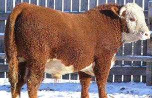 CONSIGNED BY Fenton Hereford Ranch Inc. CONSIGNED BY Fenton Hereford Ranch Inc.