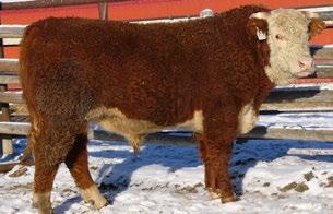 CONSIGNED BY Kevin & Joanne Fraser CONSIGNED BY Fenton Hereford Ranch Inc.