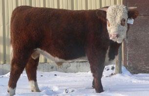 CONSIGNED BY Hirsche Herefords & Angus CONSIGNED BY Hirsche Herefords & Angus 67 GH MVP COACH 72C REG#