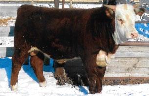 1 62.2 CONSIGNED BY Hirsche Herefords & Angus CONSIGNED BY Hirsche Herefords & Angus 69 GH KILO CASCADE 55C