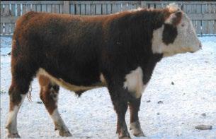 5 71 CONSIGNED BY Hirsche Herefords & Angus CONSIGNED BY Hirsche Herefords & Angus 71 GH UPTOWN BLEND 413B REG#