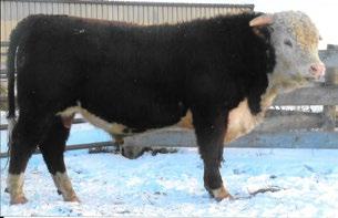 CONSIGNED BY Hirsche Herefords & Angus CONSIGNED BY Hirsche Herefords & Angus 73 GH MAGNUM 332W SANDSTONE 91B