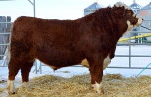 CONSIGNED BY JoNomn Hereford Ranch CONSIGNED BY JoNomn Hereford Ranch 79 JNHR BRITISHER 208B REG# C03004480 TATTOO