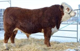 STANMORE 77Y MGS BP 101T STANDARD DOM LAD 63W DAM JNHR STANDARD LADY 806Z SIRE JNHR RANCHER 17Y MGS JNHR RED