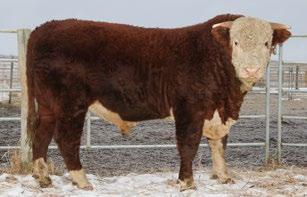 0 CONSIGNED BY Rutledge Herefords CONSIGNED BY Rutledge Herefords 81 RUT 4Y RIBSTONE LAD 70B REG# C02994355 TATTOO