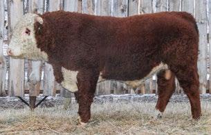 1 43.0 CONSIGNED BY Rutledge Herefords CONSIGNED BY Rutledge Herefords 83 RUT 10N RIBSTONE LAD 56B REG# C02994352