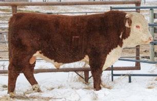 CONSIGNED BY Rutledge Herefords CONSIGNED BY Rutledge Herefords 85 RUT 1Y RANCHLAND LAD 17B REG# C02997262 TATTOO