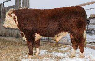 3 CONSIGNED BY Rutledge Herefords CONSIGNED BY Rutledge Herefords 87 RUT 1Y RIBSTONE LAD 4B REG# C02996526 TATTOO