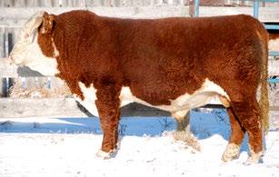MN Herefords LOTS 89-95 CONSIGNED BY MN Herefords CONSIGNED BY MN Herefords 91 MN