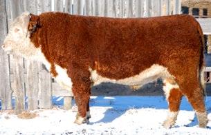 5 CONSIGNED BY Nixdorff S and Sons CONSIGNED BY MN Herefords 95 MN 128 STANDARD 517B REG# C03010200 TATTOO MN 517B