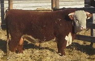 CONSIGNED BY Nixdorff S and Sons CONSIGNED BY Nixdorff S and Sons 99 SNS 40W WESTERN LAD 59B REG# C02998345 TATTOO