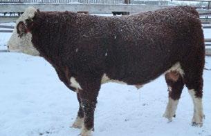 1 CONSIGNED BY Tanga Herefords CONSIGNED BY Nixdorff S and Sons 103 SNS 79Y STANMORE LAD 13B REG# C02998105 TATTOO