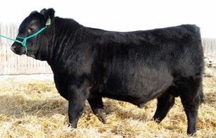 AngusConsignors 2016 CALGARY BULL SALE Consignor Lots 4L Cattle Holdings 121-123 Stettler AB (403) 574-2222 judithstrom@gmail.