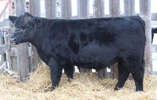 1 59 106 22 52 CONSIGNED BY Good View Angus CONSIGNED BY 4 L Cattle Holdings 123 4L CH CONCENSUS 5C REG# 1865641 TATTOO LLLL 5C BORN 16-Jan-15 POLLED