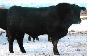 CONSIGNED BY Hirsche Herefords & Angus CONSIGNED BY Hirsche Herefords & Angus 125 GH 124Z NEUTRON 53B REG# 1830771 TATTOO