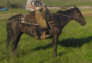 Anybody can ride Peppy to go do anything. Any questions contact Eli (403)821-0927. 705 REG# SEX FANCY FLASH FLOOD CONSIGNOR Murray Jones 4536385 BD June 24, 2004 Gelding COLOUR Red Roan HEIGHT 15.