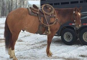 2hh BREED Quarter Horse Clyde AB SIRE DAM MGS An 8-year-old Dun gelding. Very quiet good for anyone. Finished head and heel horse. Been used on the ranch for all aspects of ranch work.