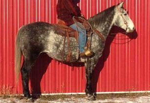 3hh BREED Paint Beauvallon AB SIRE LITTLE SKIPPA JR DAM LTO POWDERS IMAGE MGS OUTLAW KID Clyde is a great 4-year-old, with tons of foot and bone. He is quiet enough for anyone to ride and so handy.