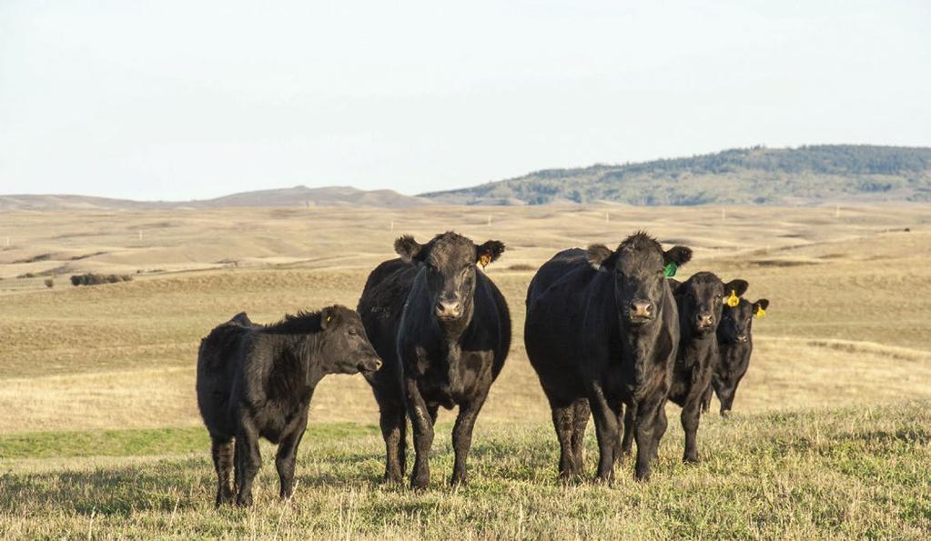 PROTECT YOUR INVESENT FROM VOLATILE MARKET PRICES. PRICE INSURANCE ON FED AND FEEDER CATTLE, AND CALVES, AVAILABLE TO EVERY WESTERN CANADIAN PRODUCER.