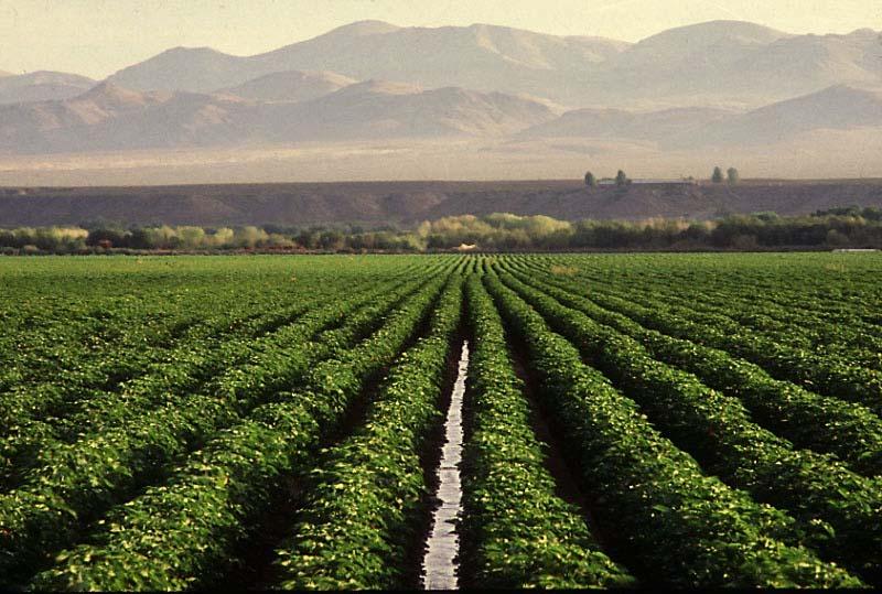 Supima Grown only in Southwestern U.S., mainly CA