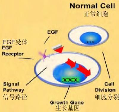Effect of EGF in cell Epidermal Growth Factor+ Epidermal Growth Factor