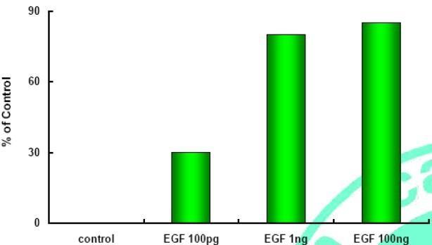 InVitro Test I Fibroblast SRB test by color concentrates at 590nm EGF can promote cell grow as EGF
