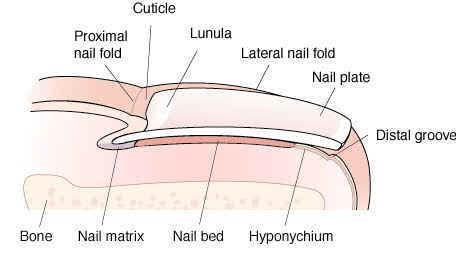 Nail Pathologies Name Appearance Cause Leukonychia Hang nail Paronychia Vertical ridges Onycholysis White flecks within the nail plate.