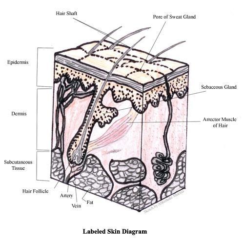 cold weather to give 'goose bumps' Hair follicles, hair bulbs and hair roots The Subcutaneous Layer (Adipose) This is the deepest of the layers of skin and is located on the bottom of the skin