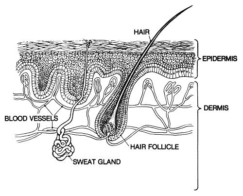 As the newly formed cells grow and push up from the follicle base, the older epithelial cells die. The colour of the hair is determined by pigmented cells called melanocytes, which contain melanin.