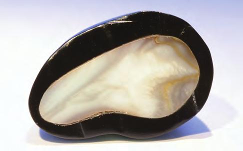 Their UV-Vis-NIR spectrometry features were consistent with cultured pearls from Pinctada margaritifera, particularly the presence of the 700 nm band (S.
