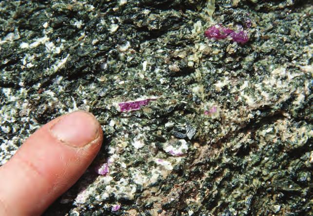 Figure 9. Rubies were found in situ with amphibole (dark green), mica (yellowish), and feldspar (white) on the wall of the test pit. Note the white feldspar rim surrounding most of the rubies.