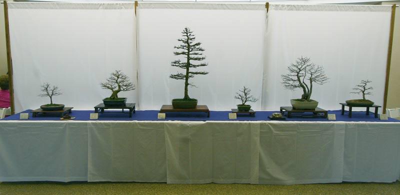 Thanks to the work and contributions of about 10 club members, 1,019 visitors to the Mitchell Park Domes on March 7 viewed a dramatic 12 tree exhibition of trees in silhouette.