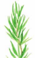 ORGANIC TURPENTINE Pinus pinaster sb pinène SOOTHING and OXYGENATING 00542 10 ml 2.20 00543 30 ml 3.90 ORG.
