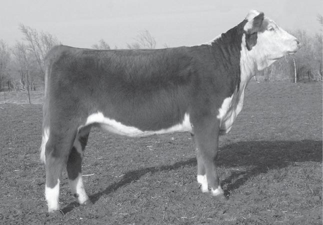 The Hereford Sale at