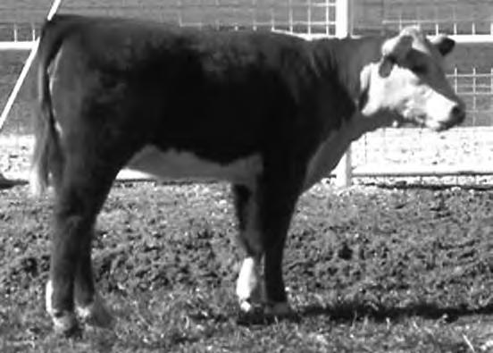 62 IMR 8076 DOMINETTE 2014M Calved 3/4/02 42286838 Tattoo: 2014 CL 1 DOMINO 9020 CL 1 DOMINO 392 CL 1 DOMINETTE 7012 IMR 392 DOMINO 8076 IMR MS ADVANCE 4128 IMR MS PATRIOT 2111 [DOD] CL 1 DOMINO 590